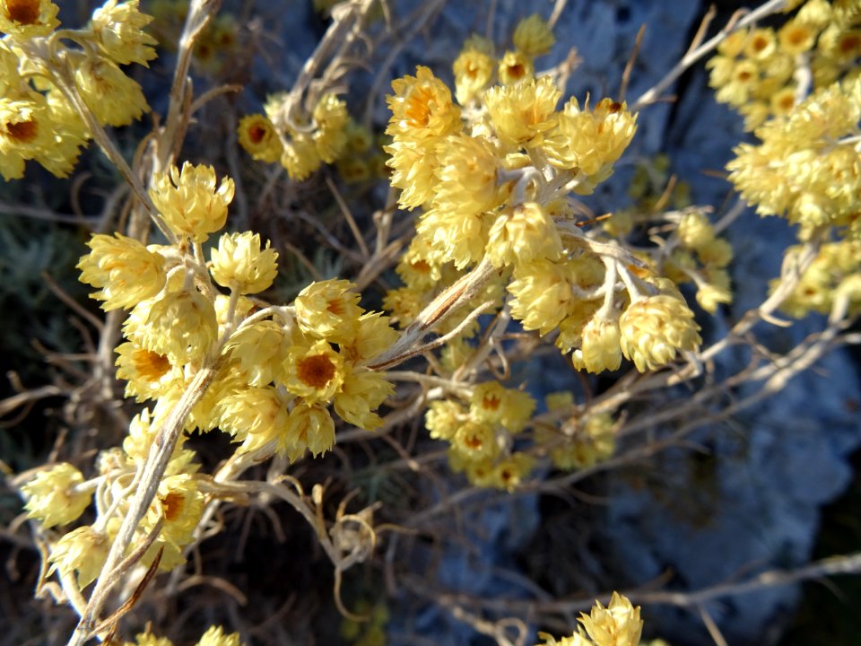 Immortelle ou Immortelle commune, Helichrysum stoechas, As… 