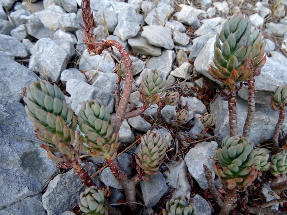 Orpin de Nice ou Orpin élevé, Sedum sediforme, Crassulacée… 