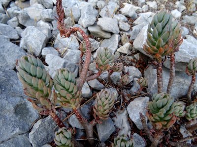 Orpin de Nice ou Orpin élevé, Sedum sediforme, Crassulacée… 