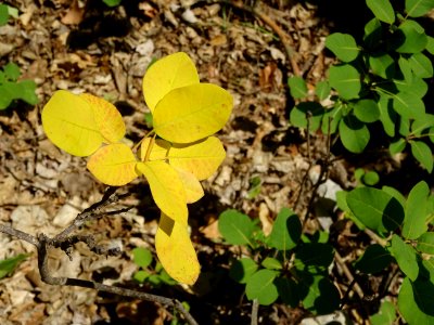 Du jaune et du vert ! 