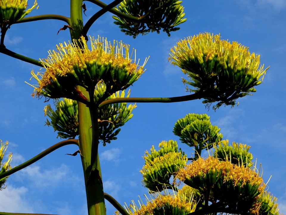 Agave d'Amérique, Agave americana, Asparagacées 
