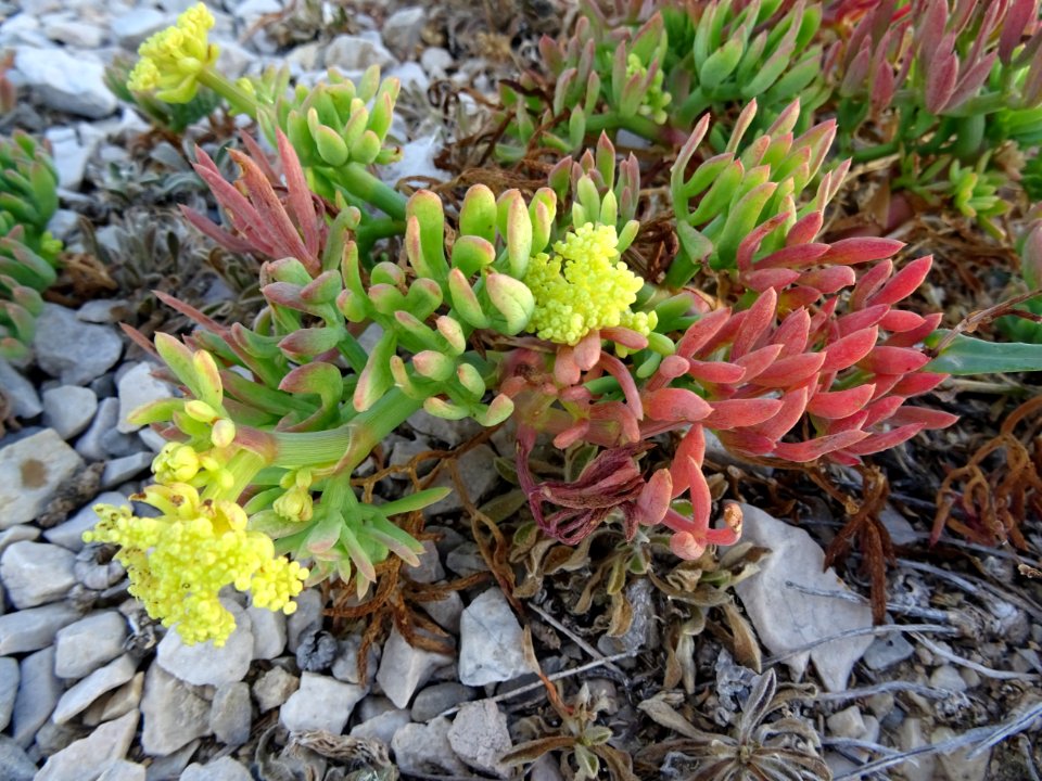 Criste-marine ou Fenouil marin, Crithmum maritimum, Apiacé… 
