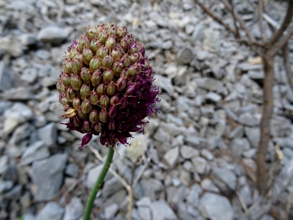 Ail ...?, Allium sp, Amaryllidacées 