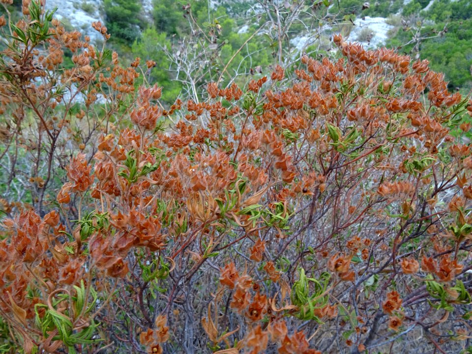 Ciste blanchâtre ou Ciste cotonneux, Cistus albidus, Cista… 