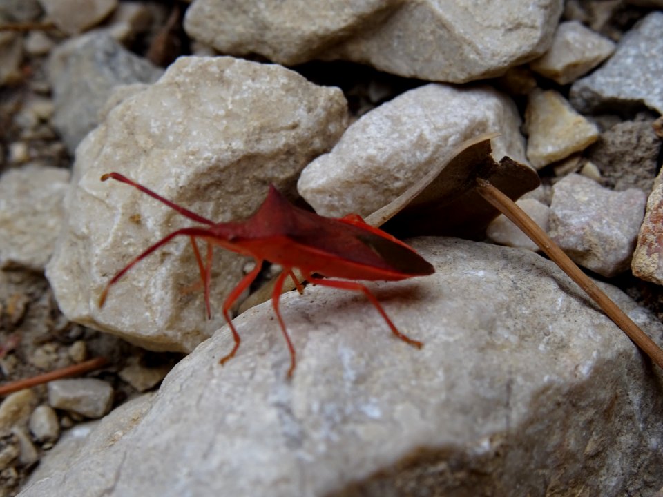 Gonocère insidieux, Gonocerus insidiator, Coréidés 