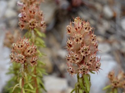 Coris de Montpellier, Coris monspeliensis, Primulacées 