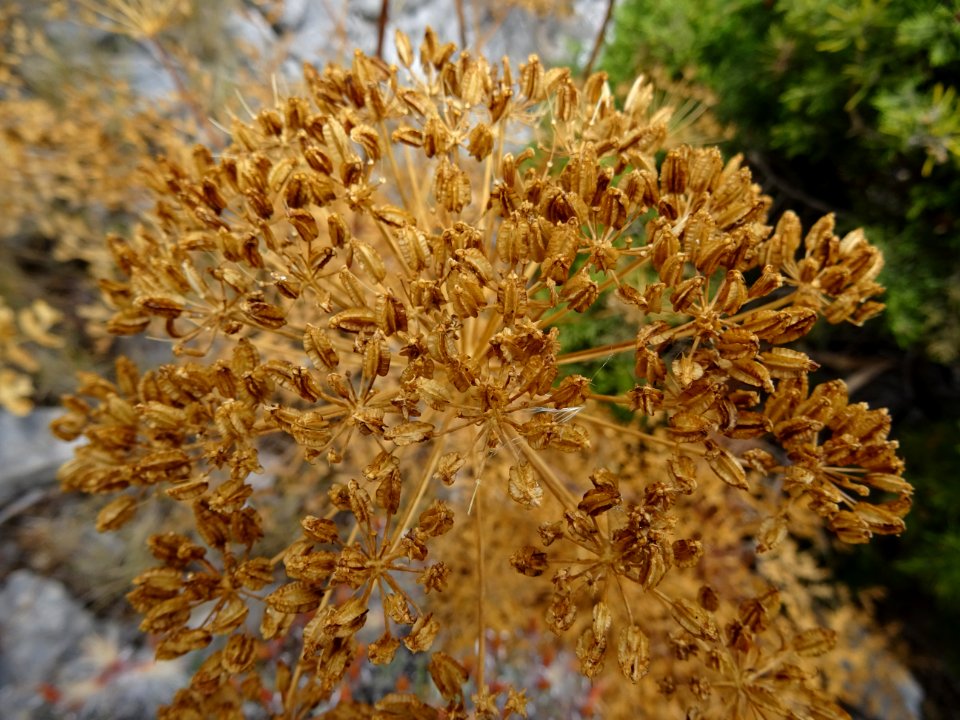 DSC08178 