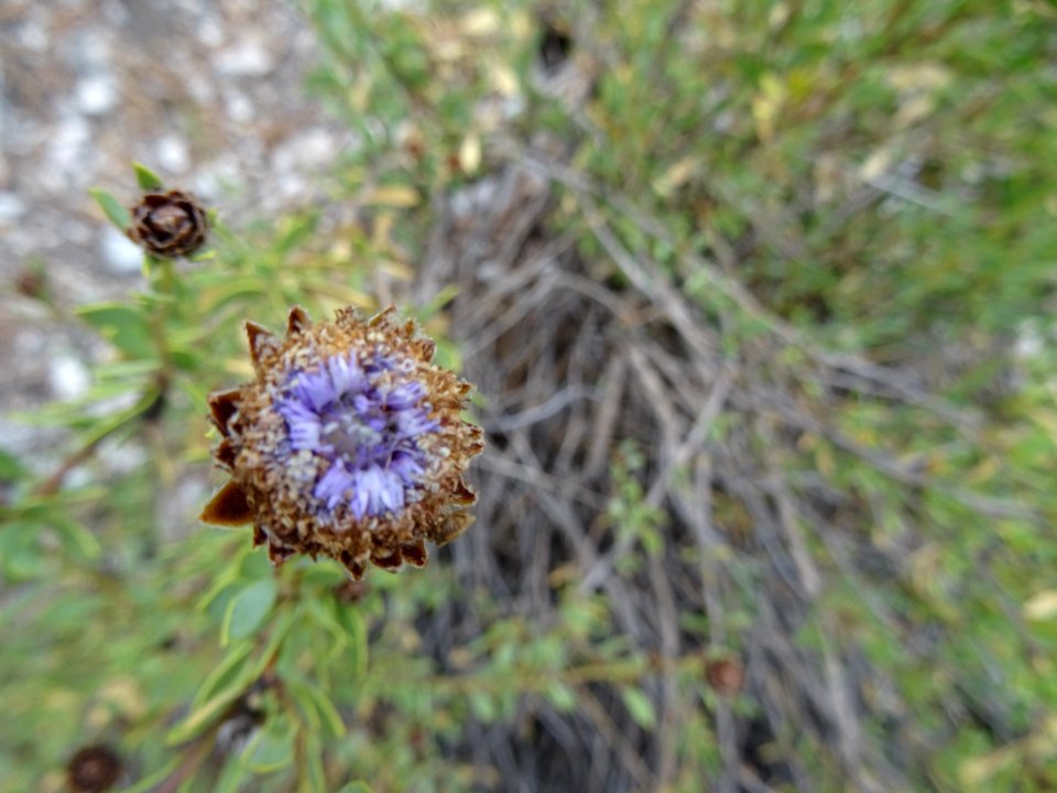 Globulaire buissonnante, Globularia alypum, Plantaginacées… 