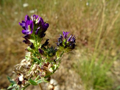 Psoralée à odeur de bitume, Psoralea bituminosa, Fabacées photo