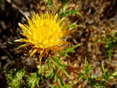 Chardon doré, Carlina vulgaris, Astéracées 