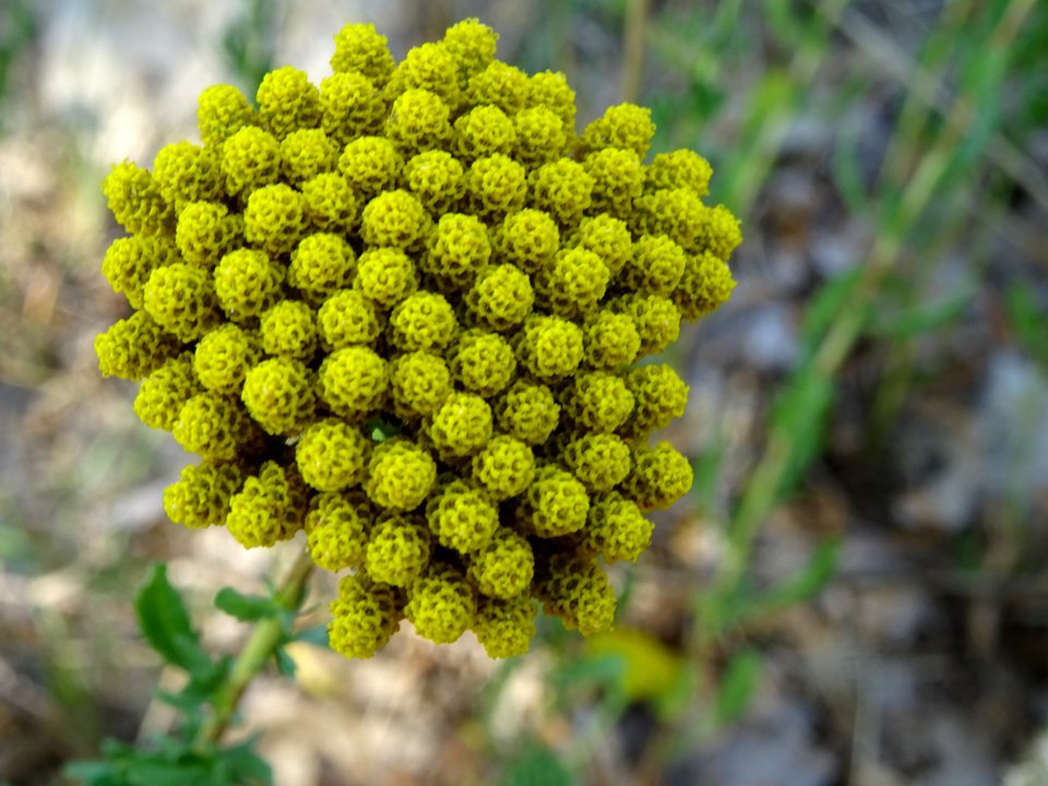 Achillée à feuilles d'agératum, Achillea ageratum, Asterac… 