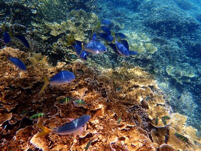 Marine great barrier reef blue