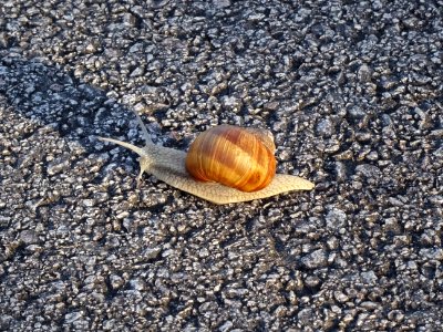 Un escargot sur le bitume de la Voie verte entre Le Thil… 