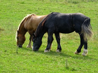 Deux beaux chevaux, dont un franc-comtois 