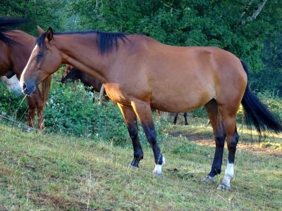 Un cheval à la robe magnifique 