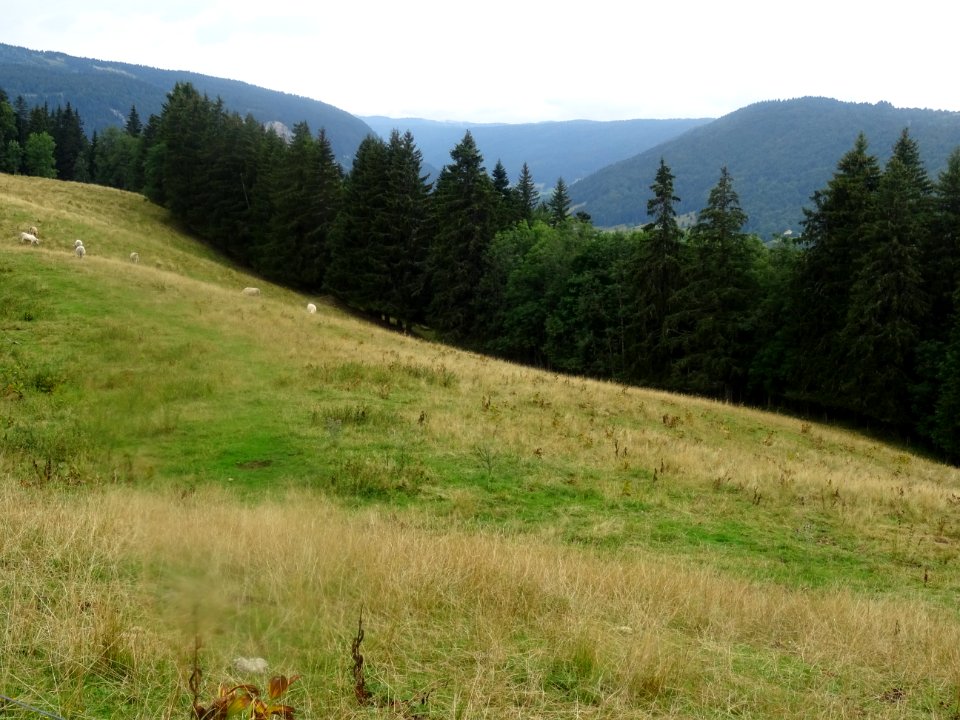 Une dernière vue mouillée sur les prés, les vaches, les sa… 