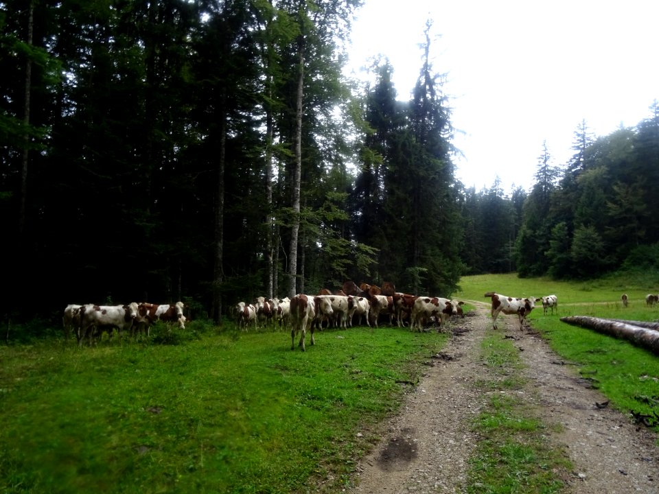 Troupeau de vaches, la première qui rigole de mon vélo de … 