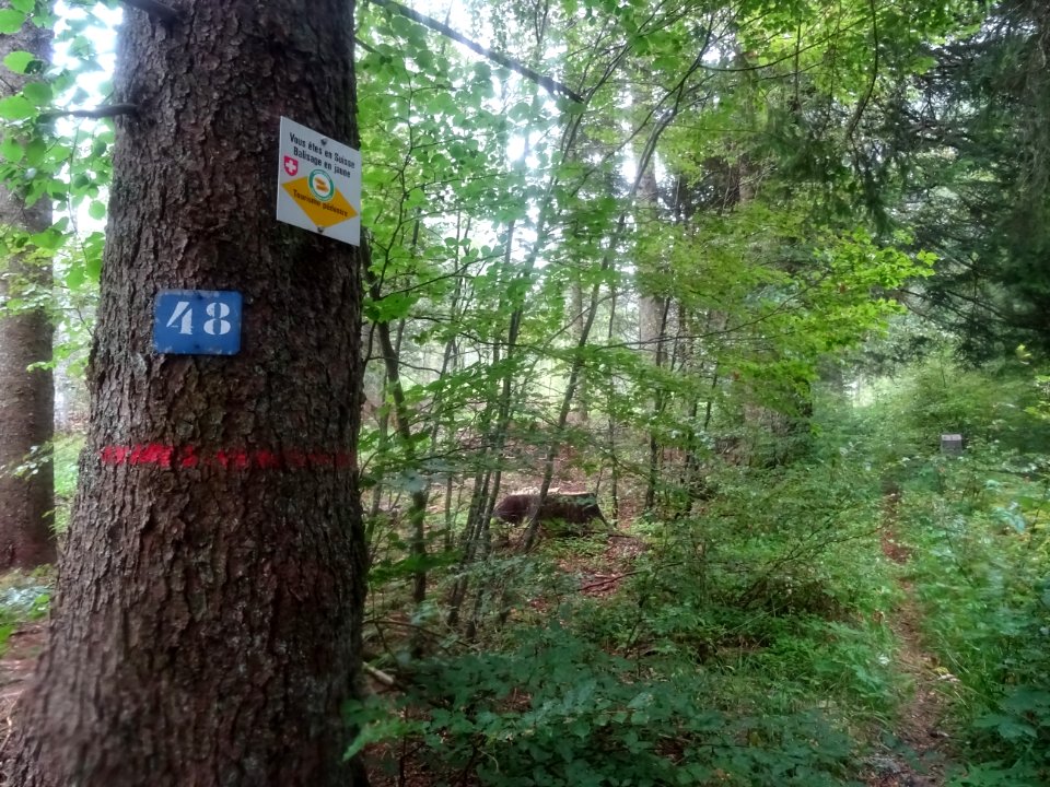 Frontière France-Suisse au fond des bois 
