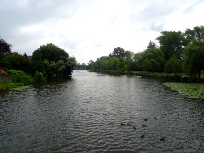 Les canards sur le Doubs, entre Arbouans et Audincourt, au… 