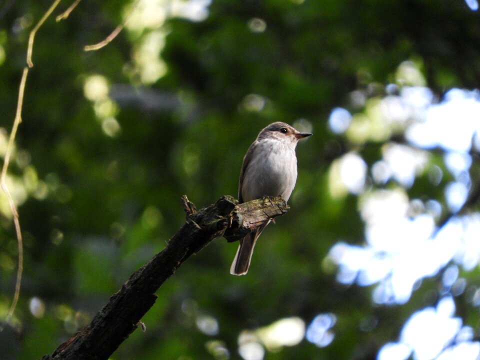 Birds nature songbird