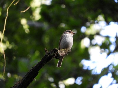 Birds nature songbird photo