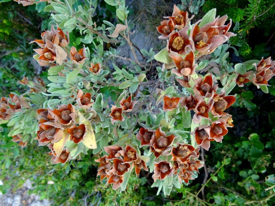 Ciste blanchâtre ou Ciste cotonneux, Cistus albidus, Cista… 