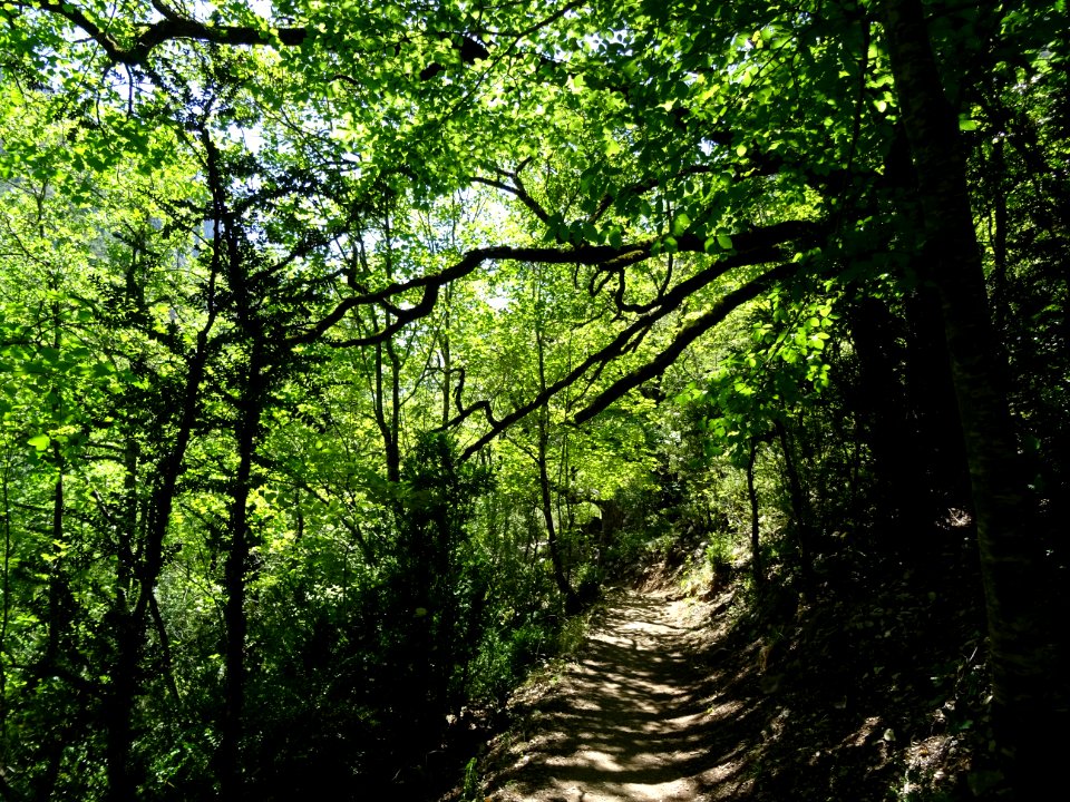 Le sentier Martel à l'ombre des chênes 