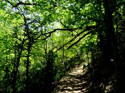 Le sentier Martel à l'ombre des chênes 