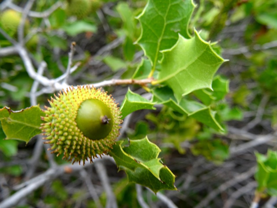 Gland et feuilles du Chêne vert, Quercus ilex, Fagacées 