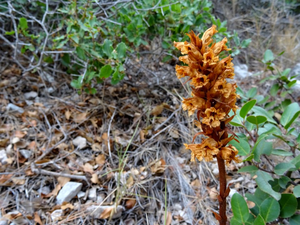 Orobanche couleur d'améthyste, Orobanche amethystea, Oroba… 