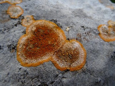 Lichen orange sur la roche 