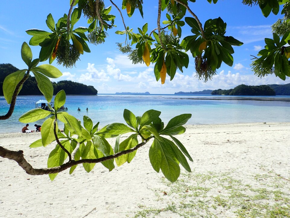 Bay shade green leaf