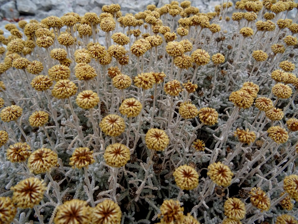 Aurone femelle ou Camomille de Mahon, Santolina chamaecypa… 