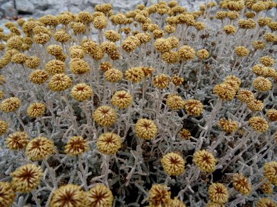 Aurone femelle ou Camomille de Mahon, Santolina chamaecypa… 