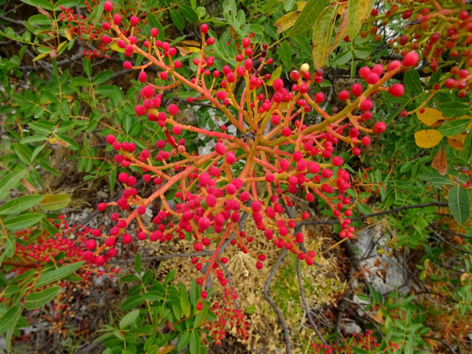 Pistachier térébinthe, Pistacia terebinthus, Anacardiacées… 