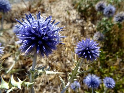 Chardon bleu, Echinops ritro, Astéracées 