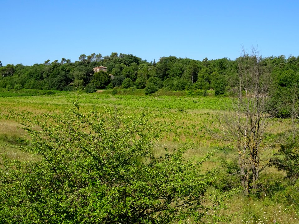 Vigne envahie de hautes herbes entre Tourves et St Maximin… 