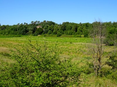 Vigne envahie de hautes herbes entre Tourves et St Maximin… 