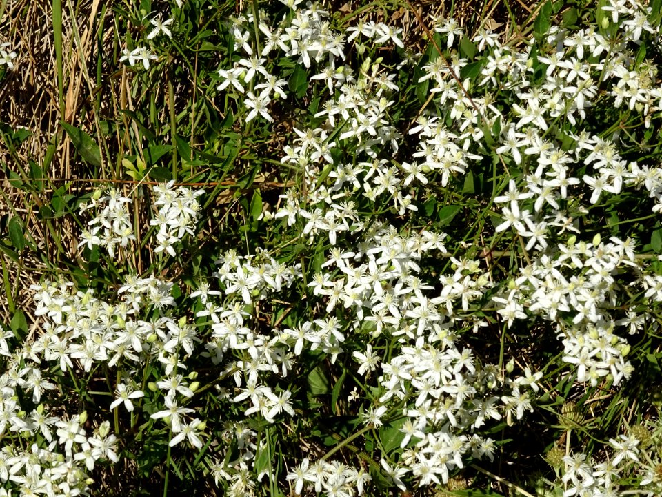 Clématite flamme, Clematis flammula, Renonculacées 
