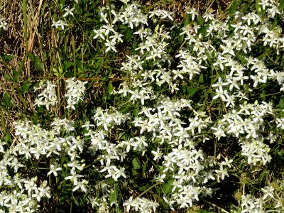 Clématite flamme, Clematis flammula, Renonculacées 
