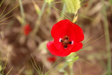 Nature flowers green
