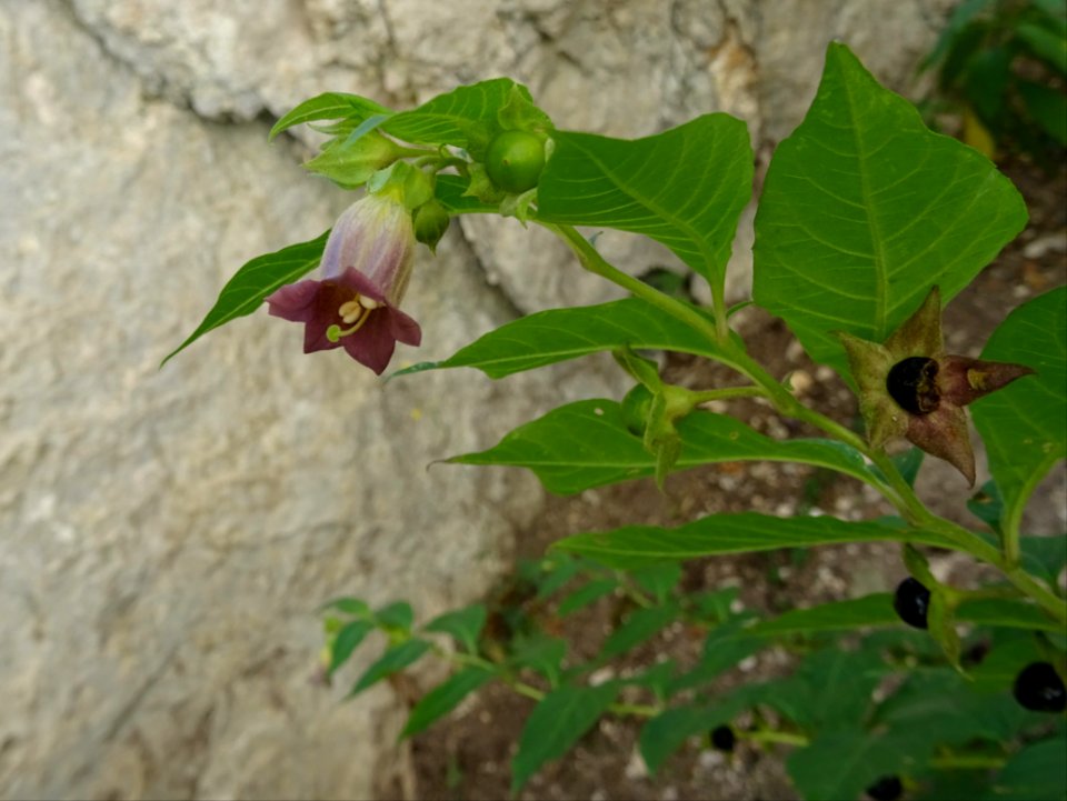 Belladone ou Bouton-noir ou Cerise du diable, Atropa bella… 