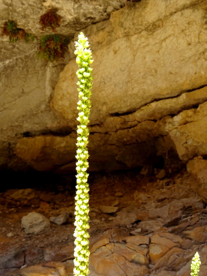 Réséda des teinturiers, Reseda luteola, Resedacées 