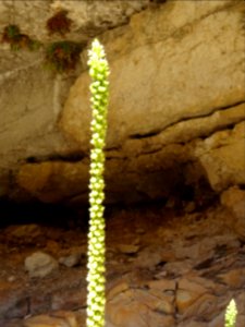 Réséda des teinturiers, Reseda luteola, Resedacées 