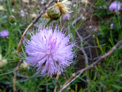 Centaurée fausse chicorée, Cheirolophus intybaceus, Astera… 