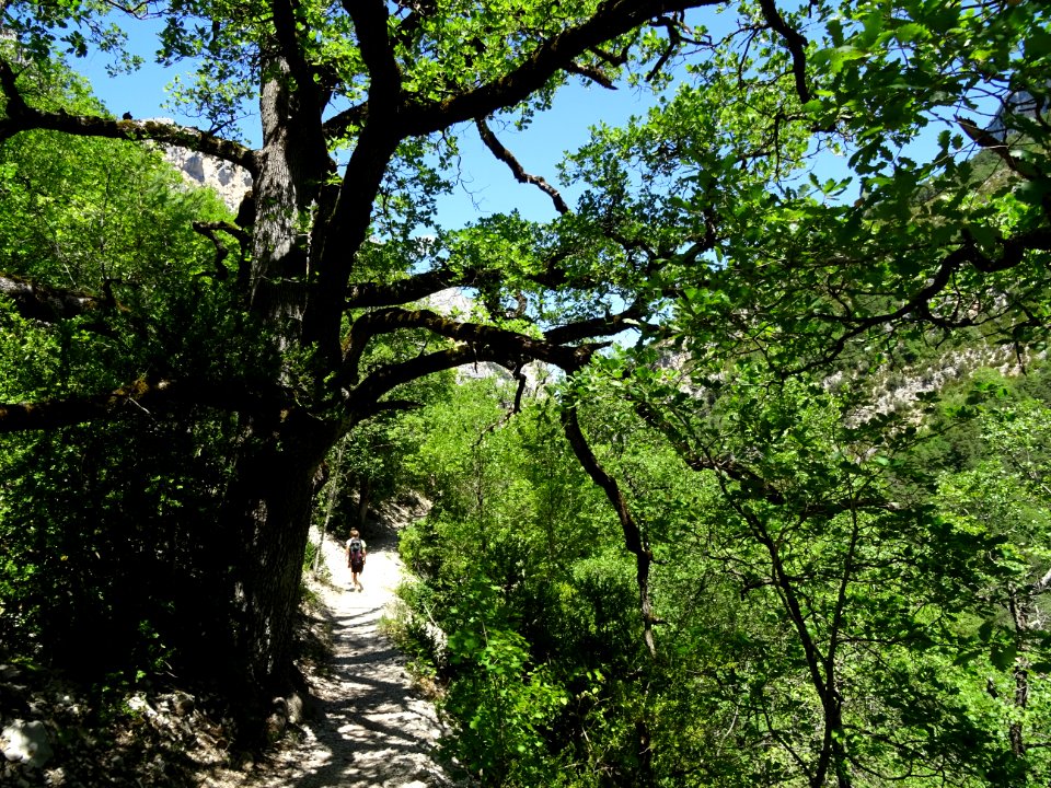Le sentier Martel à l'ombre des chênes 