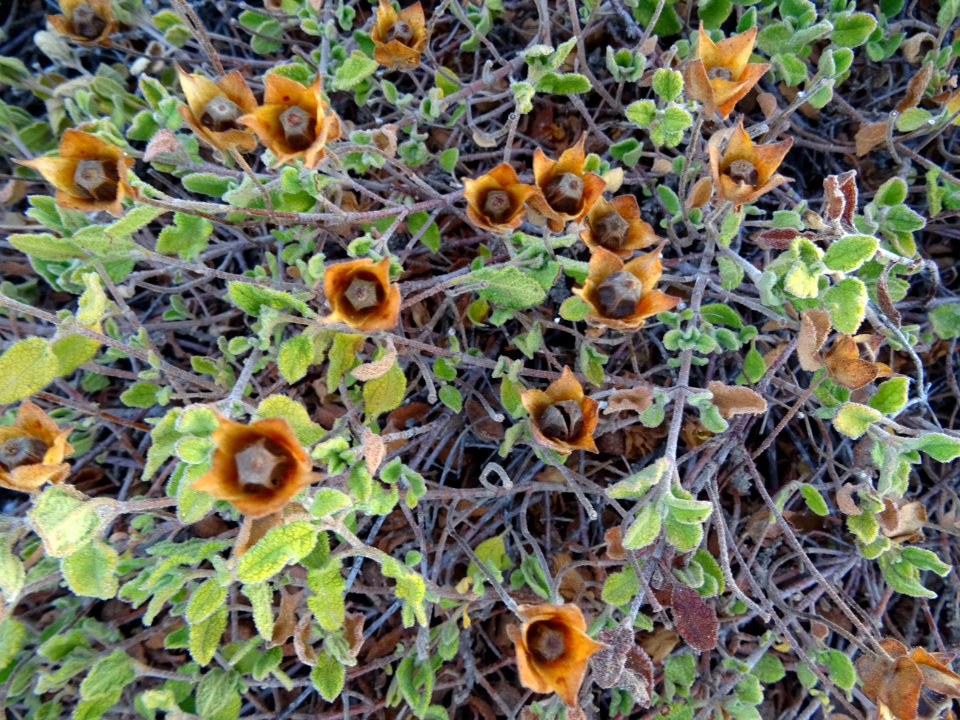 Ciste à feuilles de sauge, Cistus salviifolius, Cistacées 