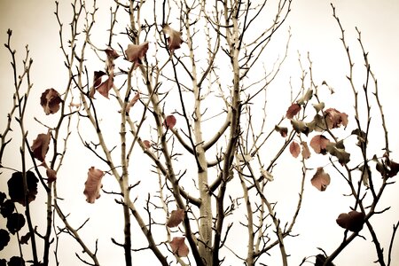 Autumn autumn leaves winter tree