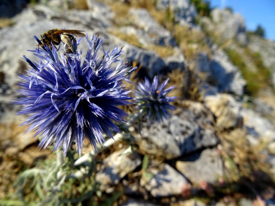 Azurite ou Oursin bleu, Echinops ritro, Astéracées 