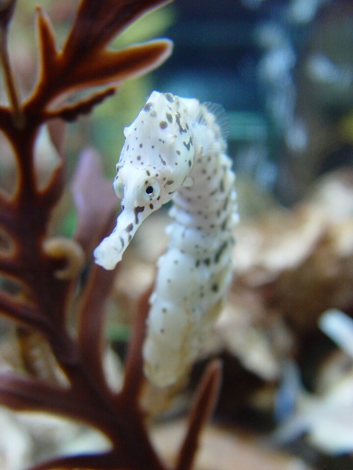 Seahorse biology fish